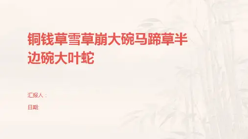铜钱草雪草崩大碗马蹄草半边碗大叶蛇