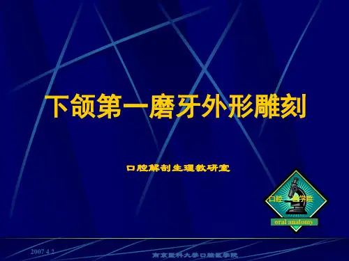 下颌第一磨牙外形雕刻1