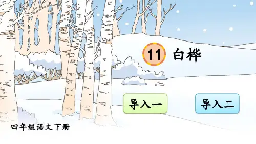 部编人教版四年级语文下册第11课《白桦》优质PPT课件