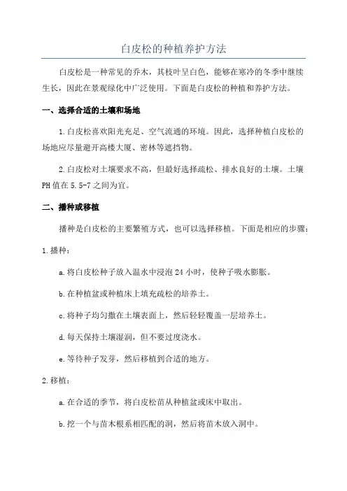 白皮松的种植养护方法