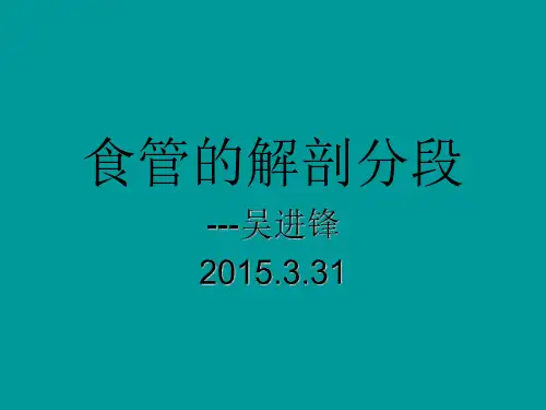 医学影像-食管的解剖分段