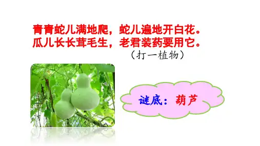 最新统编版语文二年级上册《我要的是葫芦》精品教学课件