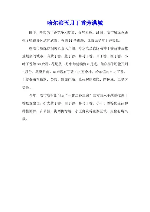 哈尔滨五月丁香芳满城