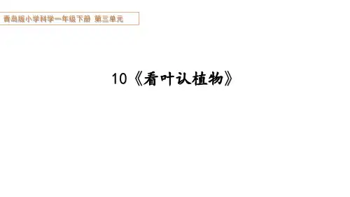 青岛版科学一下第三单元第10课《看叶认植物》教学设计