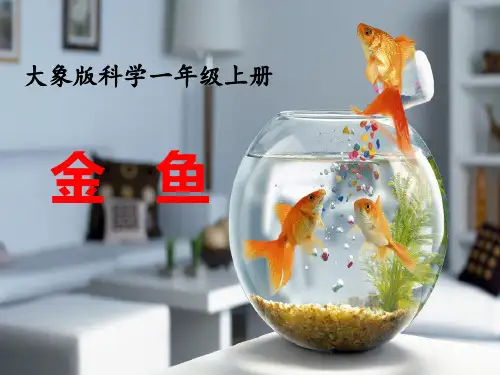 《金鱼》PPT教学课件