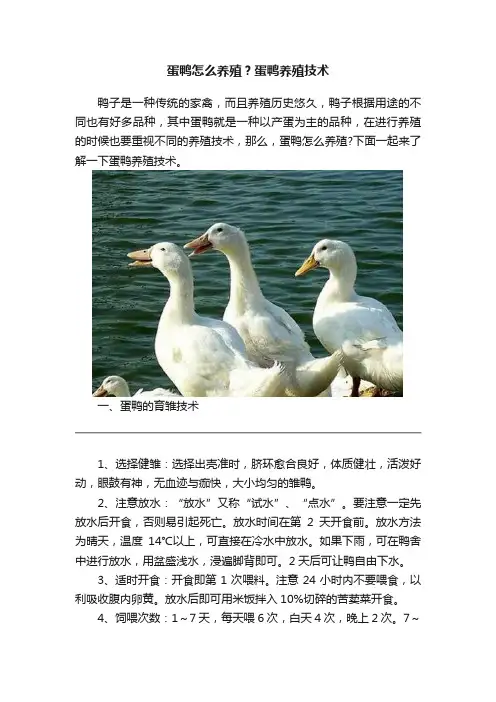 蛋鸭怎么养殖？蛋鸭养殖技术
