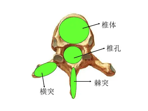 解剖学各部位图谱—附注解