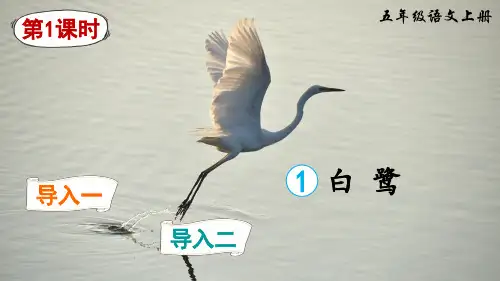部编版五年级语文上册第1课《白鹭》优质PPT课件