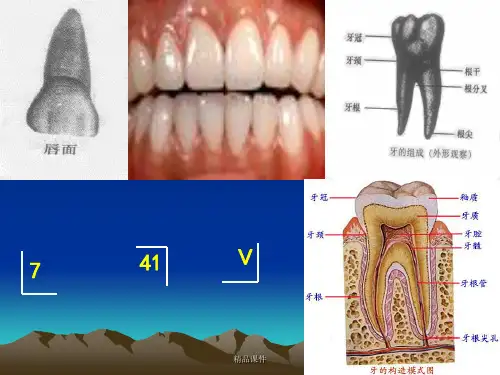口腔牙体应用名称及标志