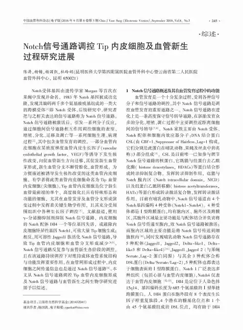 Notch信号通路调控Tip内皮细胞及血管新生过程研究进展