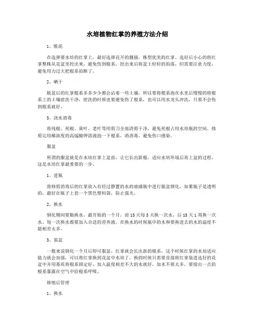 水培植物红掌的养殖方法介绍
