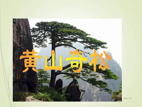 苏教版三年级语文下册精品课件13.黄山奇松