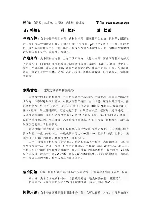 白皮松