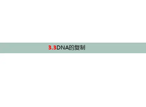 DNA的复制-高一生物课件(人教版2019必修2)