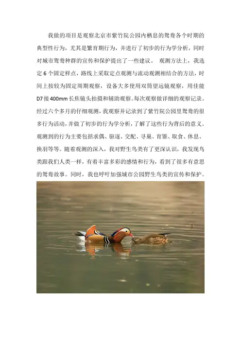 青少年科技创新大赛——北京市紫竹院公园鸳鸯行为的观察与研究