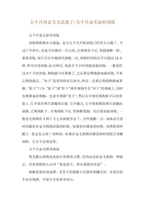 五个月母金毛太活泼了-五个月金毛如何训练