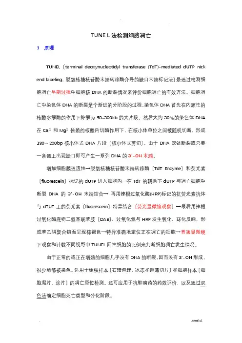 TUNE L法检测细胞凋亡