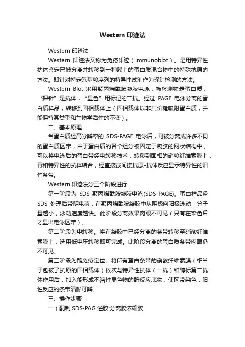 Western印迹法