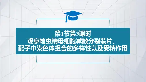 观察蝗虫精母细胞减数分裂装片、配子中染色体组合的多样性以及受精作用(第3课时)(共27张PPT)