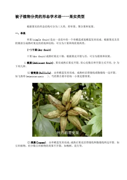 被子植物分类的形态学术语——果实类型