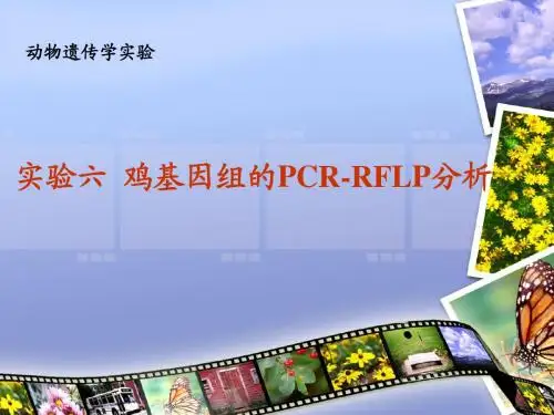 PCR—RFLP