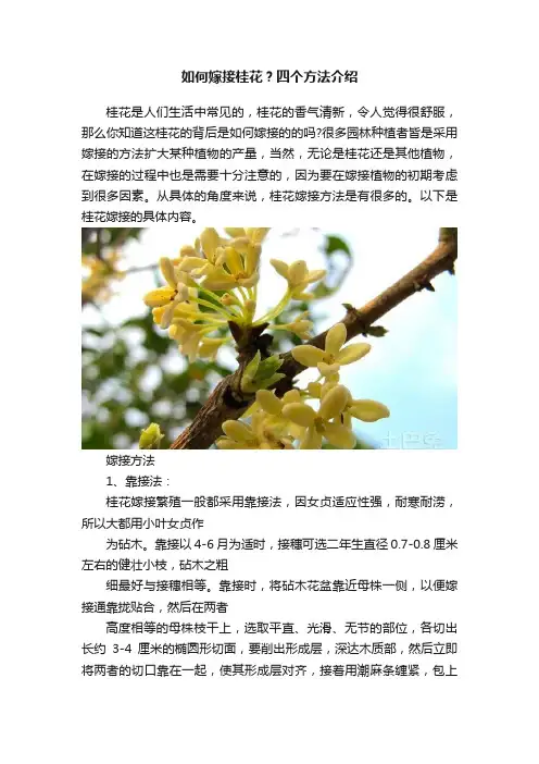 如何嫁接桂花？四个方法介绍