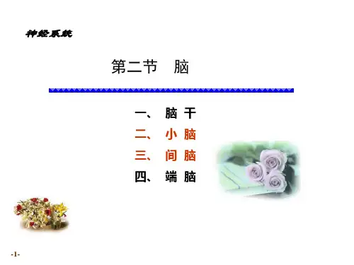 系统解剖学课件：小脑间脑