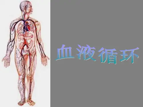 人教版初中生物复习课：血液循环课件PPT
