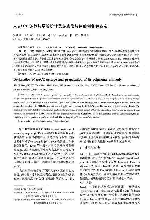 人gACE多肽抗原的设计及多克隆抗体的制备和鉴定