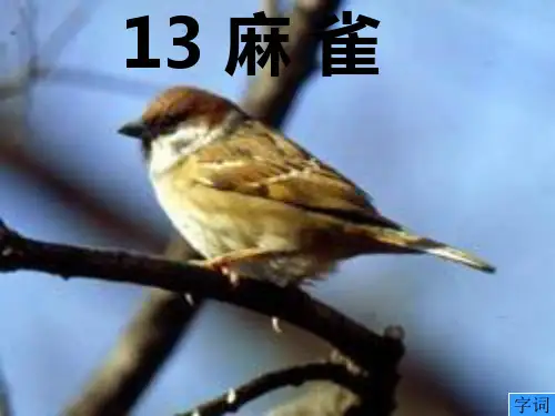 《麻雀》语文s版四年级上册-PPT