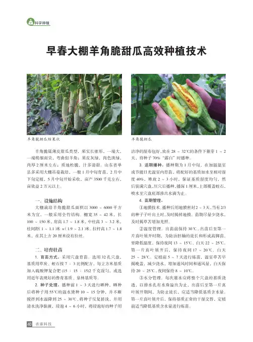 早春大棚羊角脆甜瓜高效种植技术