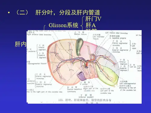 肝、胰、肾上腺的断面解剖及腹部断面幻灯片