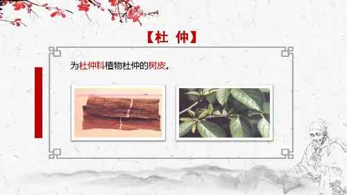 4324.2.3杜仲与续断中药中医学课件