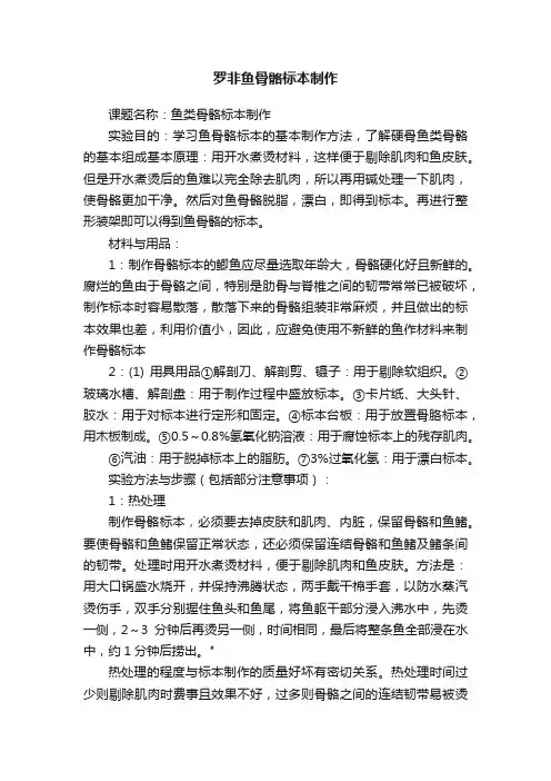 罗非鱼骨骼标本制作