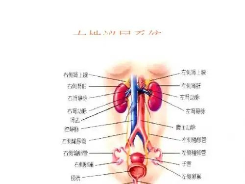 泌尿解剖PPT课件