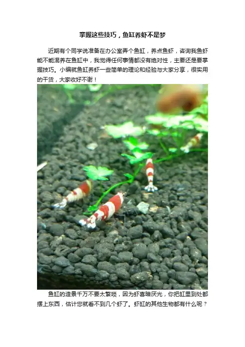 掌握这些技巧，鱼缸养虾不是梦