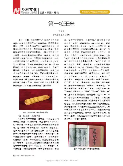 第一粒玉米