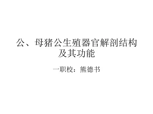 公、母猪生殖器官解剖结构及其功能