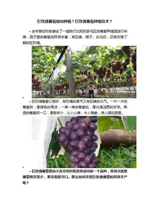 巨玫瑰葡萄如何种植？巨玫瑰葡萄种植技术？