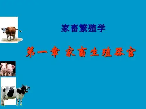 第一章-家畜生殖器官