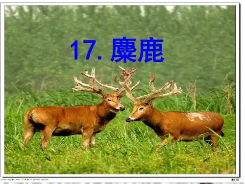 苏教版小学六年级上册《麋鹿》两课时ppt课件