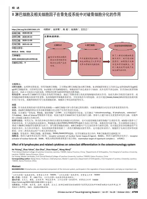 B淋巴细胞及相关细胞因子在骨免疫系统中对破骨细胞分化的作用