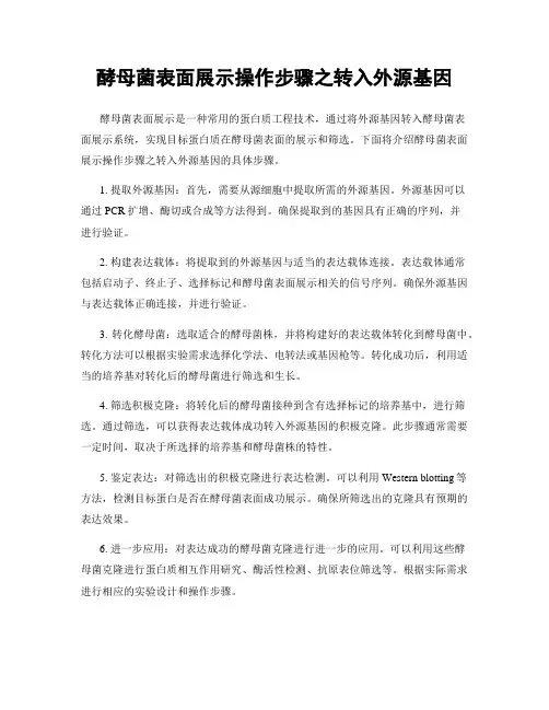 酵母菌表面展示操作步骤之转入外源基因