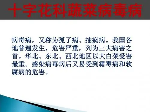 十字花科病毒病