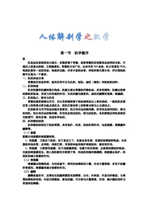 人体解剖之肌学