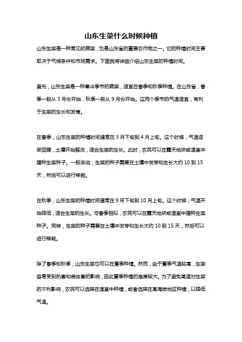 山东生菜什么时候种植