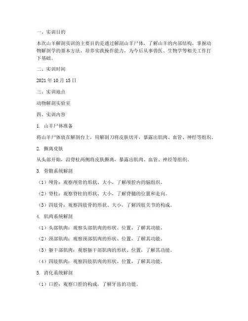 山羊解剖实训报告