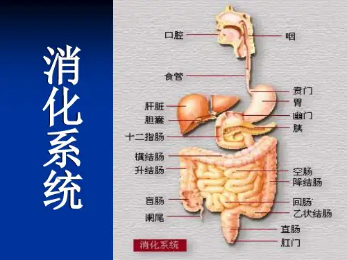 消化系统疾病PPT演示课件