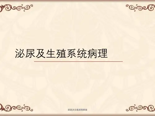 泌尿及生殖系统病理