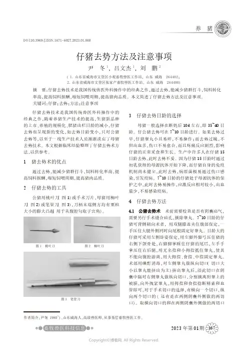 仔猪去势方法及注意事项